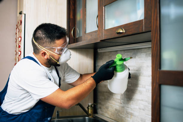 Wasp Removal Services in Maywood, IL